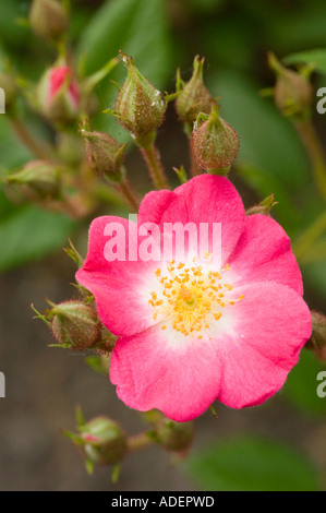 Rose rose vibrante Mozart (Rosa moschata) avec un centre blanc et des étamines jaunes, entouré de bourgeons verts dans un jardin allemand. Banque D'Images