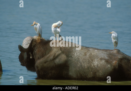 Boeufs perché sur Buffalo reposant dans l'eau Banque D'Images