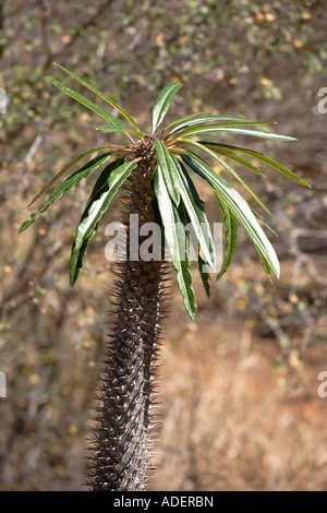 Thorn forest dans le Parc National d'Andohahela, Madagascar Banque D'Images
