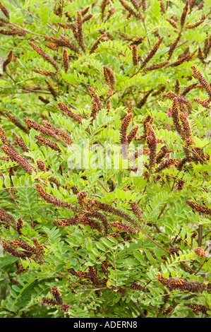 Faux indigo Amorpha fruticosa Leguminosae bush USA Banque D'Images