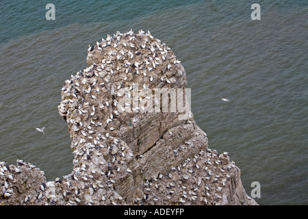 Une colonie de fous de Bassan nicheurs sur un grand rocher à Bempton Cliffs Yorkshire Banque D'Images