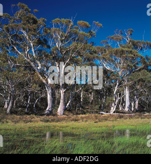 Les gommes neige Eucaluptus pauciflora et étang peu profond dans Wombag de compensation sur le mont Victoria Australie Parc National alpin Banque D'Images