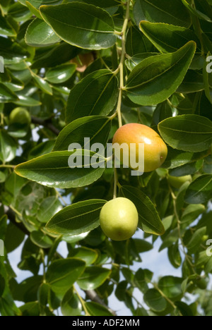 Fruits Jujube chinois ou mûrissement Dates sur l'arbre Banque D'Images