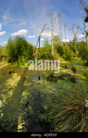 Blakemere Moss a 36 hectares des 950 hectares de forêt mixte et forêt sempervirente Delamere dans Cheshire Banque D'Images