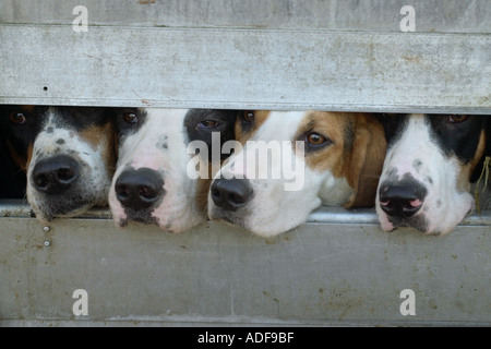 Fox hounds en transit pour chasser Builth Wells Powys Pays de Galles UK Banque D'Images