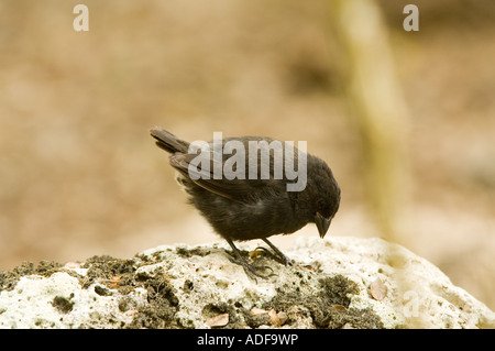 Petit-bec (Geospiza fuliginosa Finch au sol) à la recherche de nourriture immatures Parte Alta Puerto Velasco Ibarra Galapagos Floreana Banque D'Images