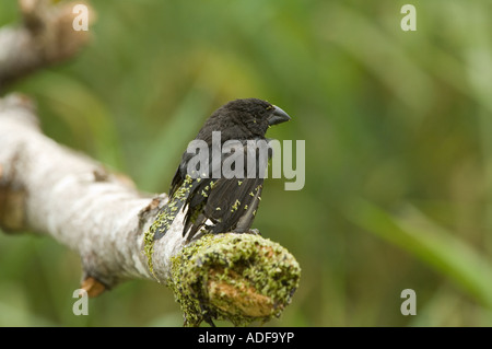 La masse moyenne-finch (Geospiza fortis) mâle adulte, couvert de lentilles d'eau, El chato, Santa Cruz, Galapagos Banque D'Images