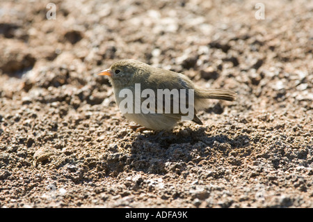 Fusca paruline Finch (Certhidea) Perché sur sol Bay Darwin Équateur Galapagos Genovesa Banque D'Images