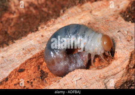 Beetle, Scarabaeidae. Sur le bois en décomposition larvaire Banque D'Images