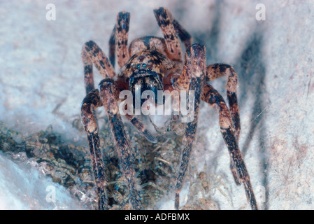 Araignée Nosferatu, Zoropsis spinimana. Femelle avec nymphes au nid Banque D'Images