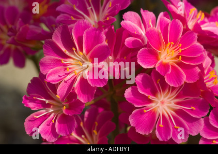 Bitterroot Siskiyou (Lewisia cotyledon hybride) floraison dans la maison Alpine North Yorkshire UK, Mai Banque D'Images