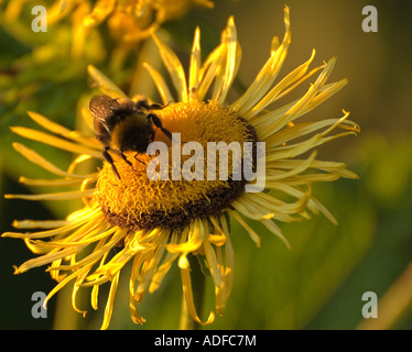 Bumblebee visiter grande aunée (Inula helenium) Banque D'Images