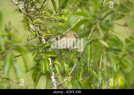 Petit arbre Finch (Camarhynchus parvulus) perché sur bec, direction générale de l'enduit de baies, Los Gemelos Santa cruz Équateur Galapagos Banque D'Images