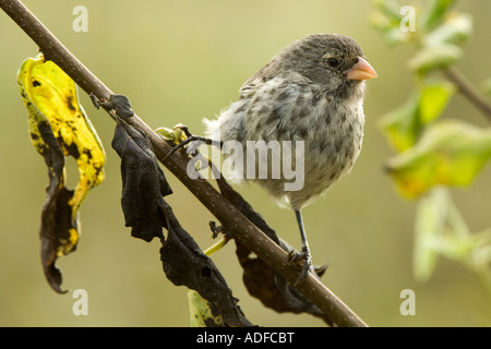 Petit-bec rez-finch (Geospiza fuliginosa) perché sur Los Gemelos direction Santa Cruz Amérique du Sud Équateur Galapagos Banque D'Images