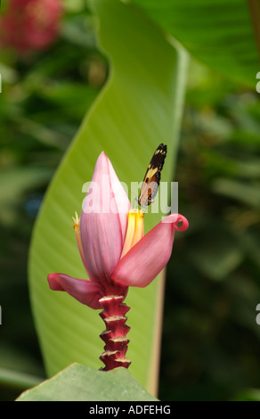 Papillon HELICONIUS ISMENIUS Ismenius ou Tiger ou Tiger Heliconian se nourrissant de fleur de bananier Mindo en Equateur Banque D'Images