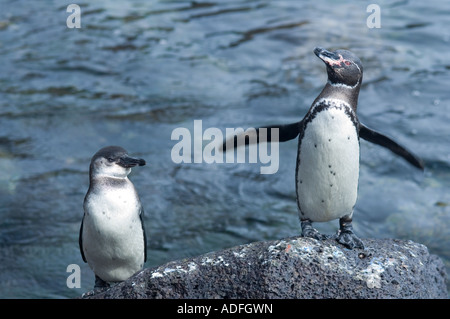 Îles Galápagos (Spheniscus mendiculus) immature adulte avec debout sur la pierre de lave Bartolome Island Pacific Équateur Galapagos Banque D'Images