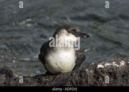 Îles Galápagos (Spheniscus mendiculus) adulte assis sur le rocher, l'île de Bartolome, Galapagos, Equateur Banque D'Images