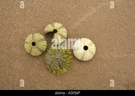 L'Oursin vert (Lytechinus semituberculatus) emportés sur une plage de sable, Punta Cormoran, Floreana, Galapagos, Equateur Banque D'Images