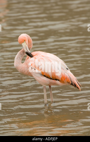 Flamant rose (Phoenicopterus caoutchouc) Punta Cormoran, l'île de Floreana, Galapagos, Equateur Banque D'Images