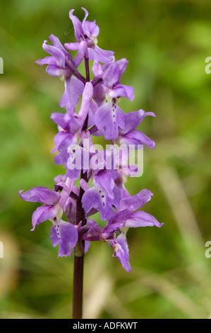 Début de l'Orchidée Pourpre, Orchis mascula, vu en forêt mixte, Dumfries et Galloway, Écosse Banque D'Images