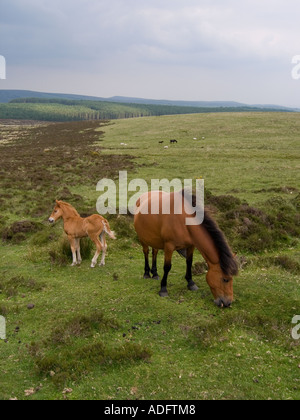 Poulain nouveau-né et de la mère à Dartmoor Banque D'Images