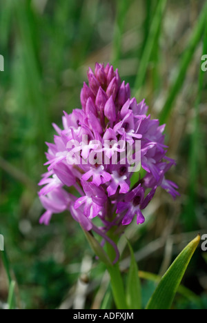 Anacamptis pyramidalis, orchidée pyramidale, sud-Touraine, France. Banque D'Images