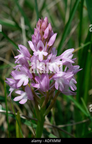 Anacamptis pyramidalis, orchidée pyramidale, sud-Touraine, France. Banque D'Images