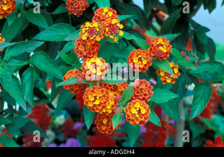 Lantana camara ionisants Italie Banque D'Images