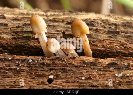 Coprinus sp Italie Banque D'Images