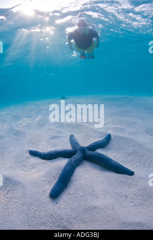 Une étoile de mer bleue, Linkia sp., se détache sur le sable blanc d'une lagune à distance dans l'ouest du Pacifique. Banque D'Images