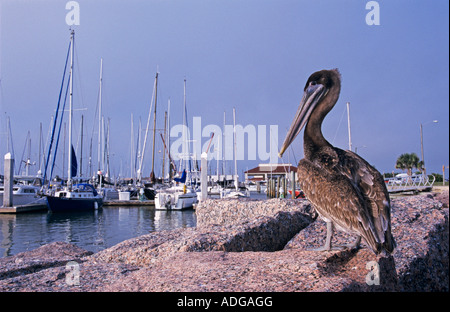 Pélican brun Pelecanus occidentalis dans immatures Harbour Port Aransas Texas USA Décembre 2003 Banque D'Images