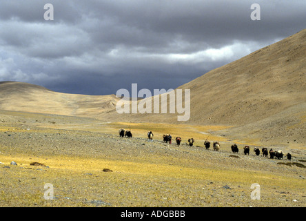 Caravane de yaks de pèlerins en chemin vers le Mont Kailash dans l'ouest du Tibet Banque D'Images