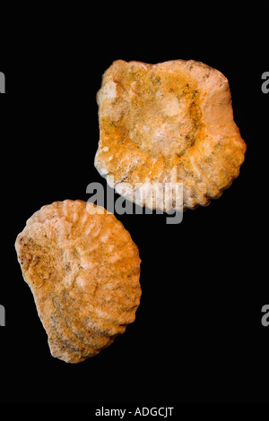 Stock Photo d'Fosilised d'ammonites du Crétacé Banque D'Images