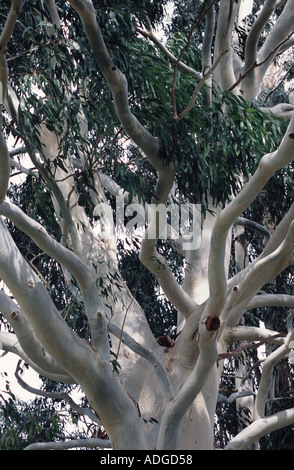 L'écorce des arbres Eucalyptus Gomme de montagne Les jardins de Kew, Angleterre, Royaume-Uni Banque D'Images