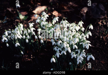 Au début les perce-neige blanc de printemps fleurs UK Banque D'Images