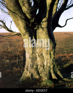Beech tree sur Sugarloaf Mountain abergavenny parc national de Brecon Beacons au Pays de Galles Banque D'Images