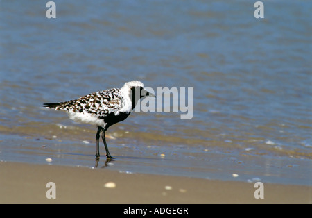 Pluvier argenté Pluvialis squatarola Boca Chica TEXAS United States peut Banque D'Images