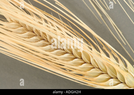 Orge à quatre rangs mature 'Hordeum vulgare'. Banque D'Images