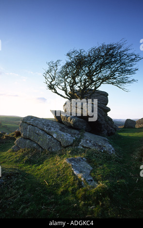 De plus en plus d'arbres balayés par un éperon rocheux à Dartmoor dans le Devon County England UK Banque D'Images