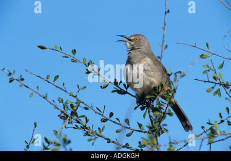 À bec courbe Thrasher Toxostoma curvirostre chant adultes Starr County Vallée du Rio Grande au Texas USA Avril 2002 Banque D'Images