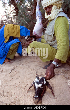 Les hommes touareg une chèvre d'abattage halal dans la voie - selon la loi coranique - près de leur camp dans un wadi à distance dans le Sahara algérien. Banque D'Images