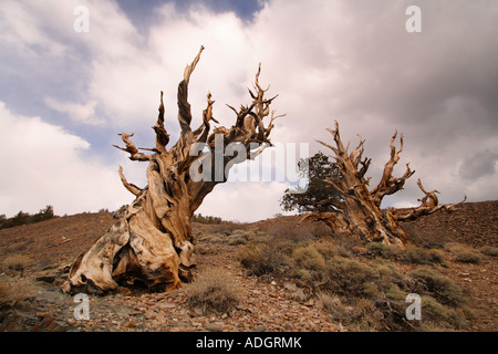 Bristlecone Pine Tree, la Sierra Nevada, en Californie Banque D'Images