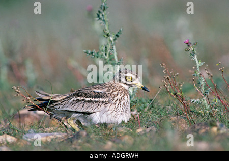 Thick-Knee eurasien Burhinus bistriatus adulte sur nid Crau France Mai 1993 Banque D'Images