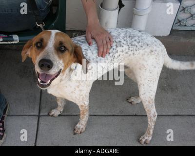 Sourire de chien Banque D'Images