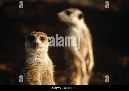 Deux adultes Les suricates (Suricata suricatta) debout sur un fond sombre, Northern Cape, Afrique du Sud Banque D'Images