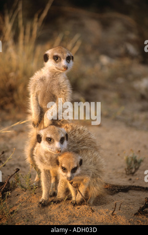 Deux sous-adultes et un juvénile meerkat (Suricata suricatta) ensemble au terrier, Northern Cape, Afrique du Sud Banque D'Images