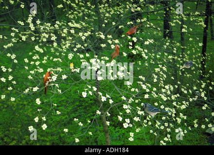 Floraison de l'arbre de chien de printemps plein de divers oiseaux chanteurs ensemble : une réunion de la coopérative d'oiseaux de voisinage, Missouri, États-Unis Banque D'Images