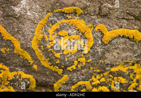 Rock avec sunburst maritime, lichen Xanthoria parietina, Isle of Harris, îles Hébrides, Ecosse, Royaume-Uni Banque D'Images