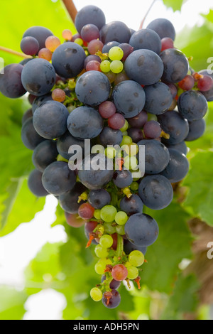 Une grappe de raisins poussant sur une vigne dans un vignoble allemand Banque D'Images