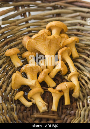 Chanterelles Champignons Banque D'Images